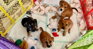 Young rescue puppies playing together in a puppy playpen