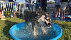 DSDA rescue dog cooling off in a backyard swimming pool during a North Texas summer.